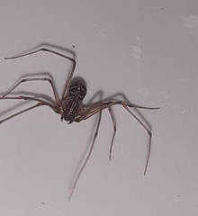 Scytodes