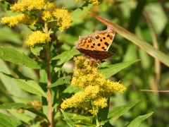 Polygonia c-aureum