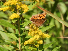 Polygonia c-aureum