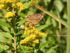 Polygonia c-aureum