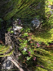 Indigofera mundiana
