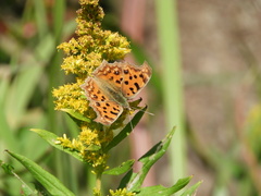 Polygonia c-aureum
