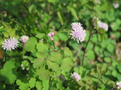 Thalictrum fortunei