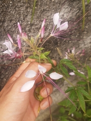 Cleome