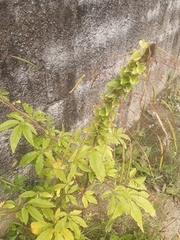Cleome