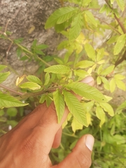Cleome