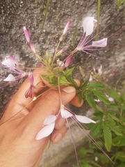 Cleome