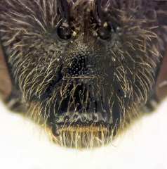 Lasioglossum subhirtum