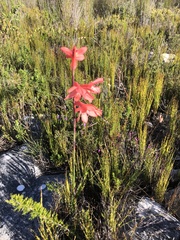 Watsonia fergusoniae