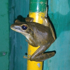 Polypedates leucomystax