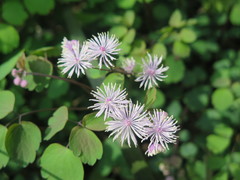 Thalictrum fortunei