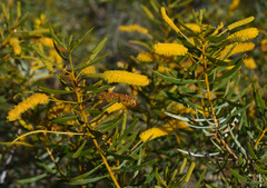 Acacia citriodora