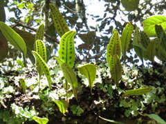 Pleopeltis polylepis