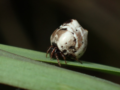 Phoroncidia americana