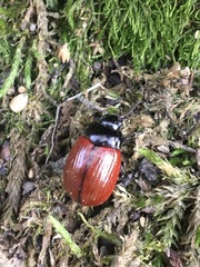 Chrysolina reitteri