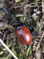 Chrysolina reitteri