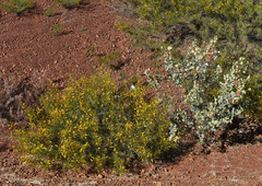 Acacia citriodora