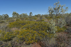 Acacia citriodora