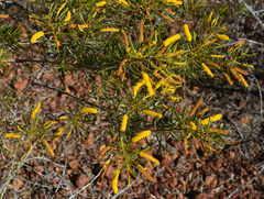 Acacia citriodora