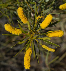 Acacia citriodora