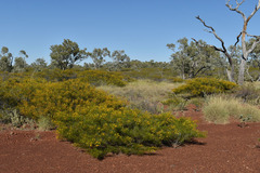 Acacia citriodora