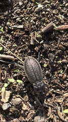 Carabus rugosus celtibericus