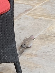 Streptopelia senegalensis