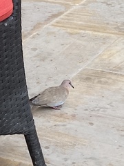 Streptopelia senegalensis