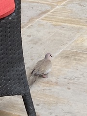 Streptopelia senegalensis