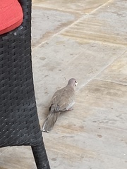 Streptopelia senegalensis