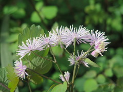 Thalictrum fortunei