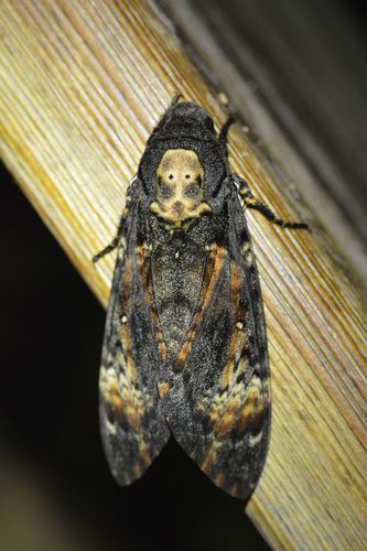 Acherontia atropos