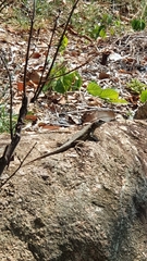 Tropidurus torquatus