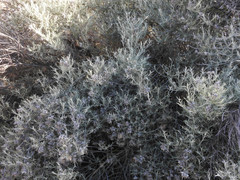 Tetradymia comosa