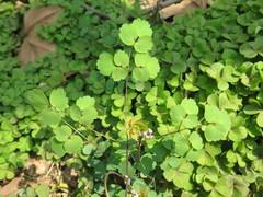 Thalictrum fortunei