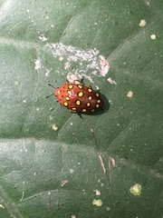 Iphiclus sedecimmaculatus