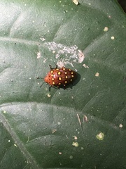 Iphiclus sedecimmaculatus