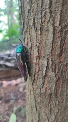 Sternocera chrysis