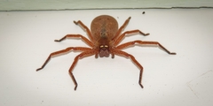 Neosparassus diana