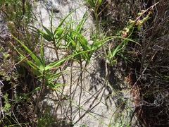 Pentameris obtusifolia