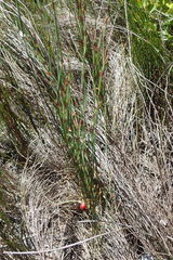 Elegia microcarpa