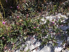 Indigofera mundiana