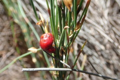 Elegia microcarpa