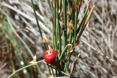 Elegia microcarpa