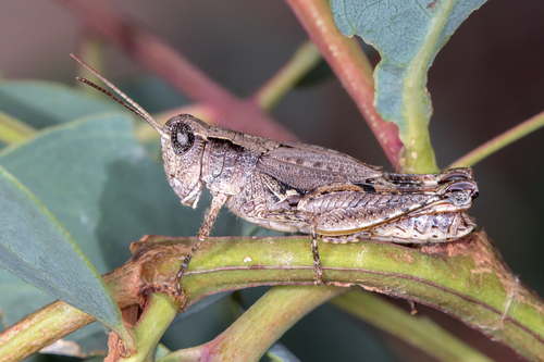 Wingless Grasshopper photo 3