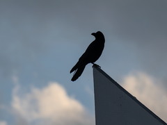 Corvus macrorhynchos