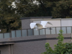 Ardea alba