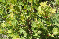 Searsia crenata