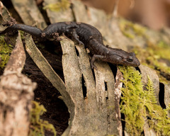 Plethodontinae