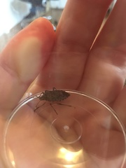 Halyomorpha halys